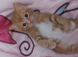 Kitten