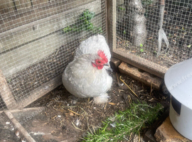 Lavender pekin bantam