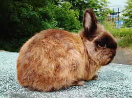 Chocolate buck ex show bunny