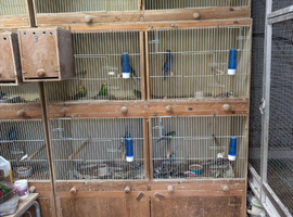 Budgerigar breeding cages