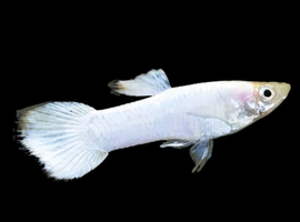 Snow White Guppies Breeding Pairs