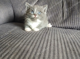 Gorgeous cross kittens