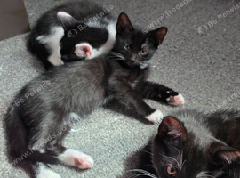 Kittens   ready for forever home