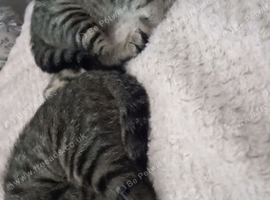 Female kittens