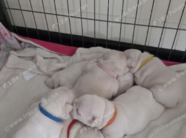 Cream French Bulldog puppies