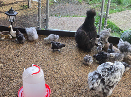 Unsexed USA Silkie Chickens