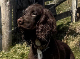 working cocker spaniel for stud