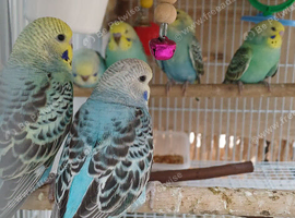 baby cock budgies