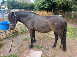 Companion mare for permanent loan