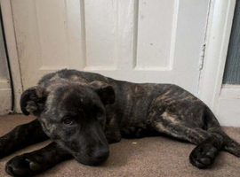 5 month old staff x German male
