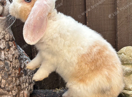 Adults and young available. Hypoallergenic fur.