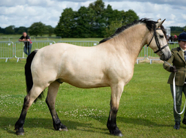 Stunning 4 yr old buckskin welsh d gelding