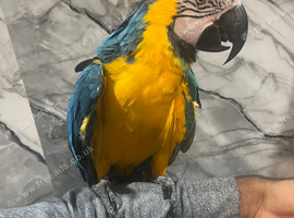 Stunning Very Tame Talking Blue & Gold Macaw
