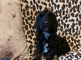 READY NOW F1b SPOODLE GIRLS FROM 5* LICENCED BREEDER