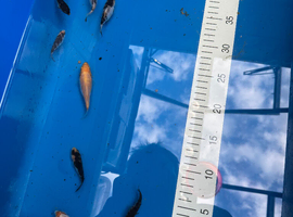 Baby koi