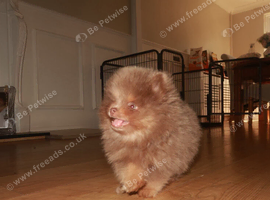 Lilac and tan Pomeranian