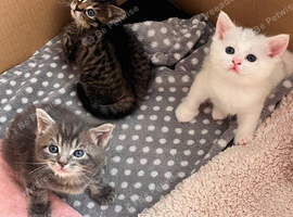 Kitten