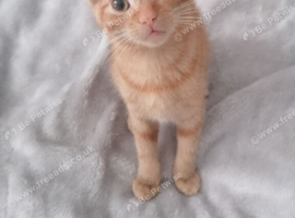 Ready for new homes now  Calico tabby ginger male and female kittens