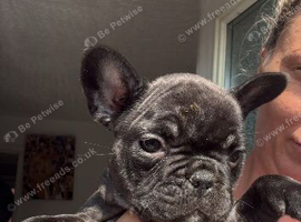 1 girl pup left out of a litter of 8