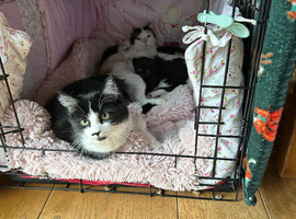 Beautiful Kittens Ready Now
