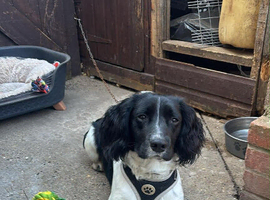 lovely boy, cocker spaniel