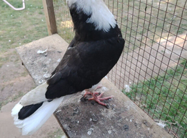pigeons