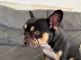 Female frenchie