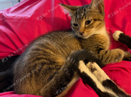 2 BABIES NEEDING URGENT HOMES