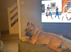 Staffy cross Frenchie