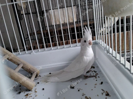 Male Cockatiel