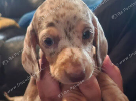 Mini dachshund