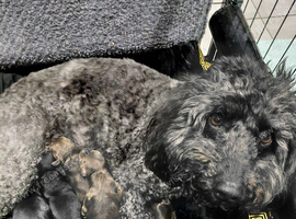 Cockerpoo puppies