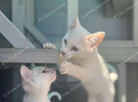 Lovely kittens