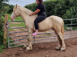 Beautiful 3yr old gelding for sale