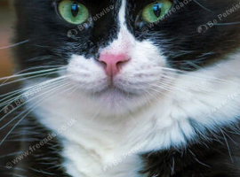 Beautiful Black & White Female Kitten &ndash; &pound;20 ️
