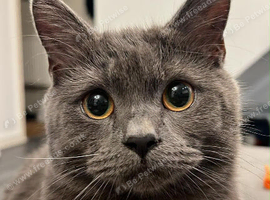 Lovely British shorthair male