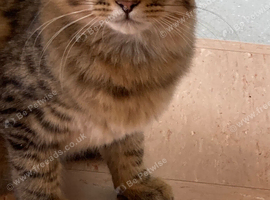 Half Maine cone kitten for sale