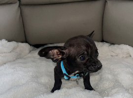 Chihuahua boy