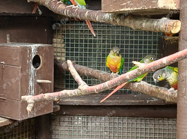 12 mixed conures
