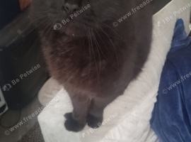 Boy cat for sale