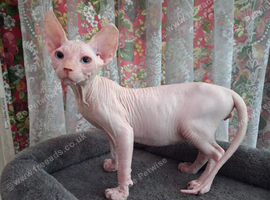 Sphynx Kittens Ready to Leave Now
