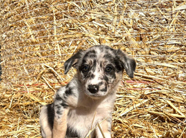 Stunning collie puppies for sale