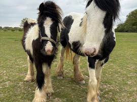 Barney beautiful cob colt very well marked