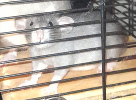 Updated add only females left none available for 3 weeks but reserve yours now as go quick!