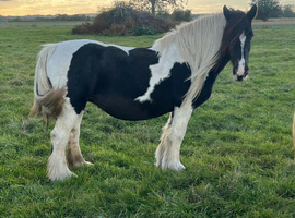 Marigold.Friesian x Vanner Mare
