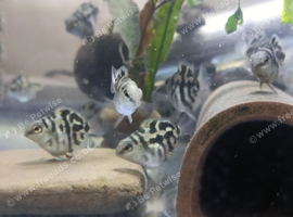 Baby Polar Blue Parrot Cichlid