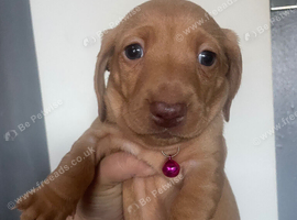 3 stunning mini dachshund puppies