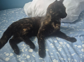 Black and gold half mainecoon kitten
