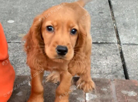 Cocker Spaniel boy Fully vaccinated