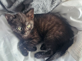 1 beautiful Maine Coon mix female kitten